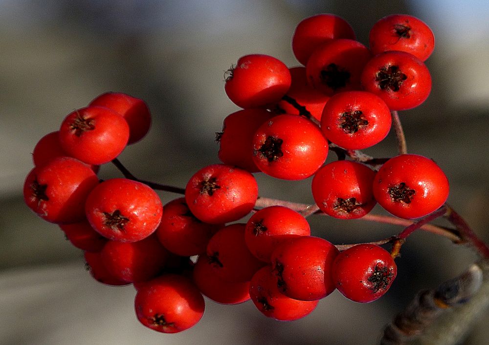 Rowan berries.