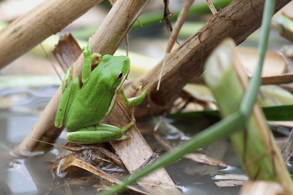 Green tree frogA green tree frog was spotted during a National Public Lands Day event at Cave Run Lake, Morehead, Ky. Green…
