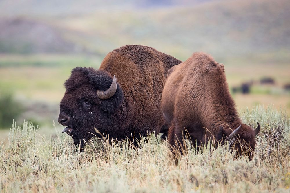 Bison bull in rut and cow by Neal Herbert. Original public domain image from Flickr