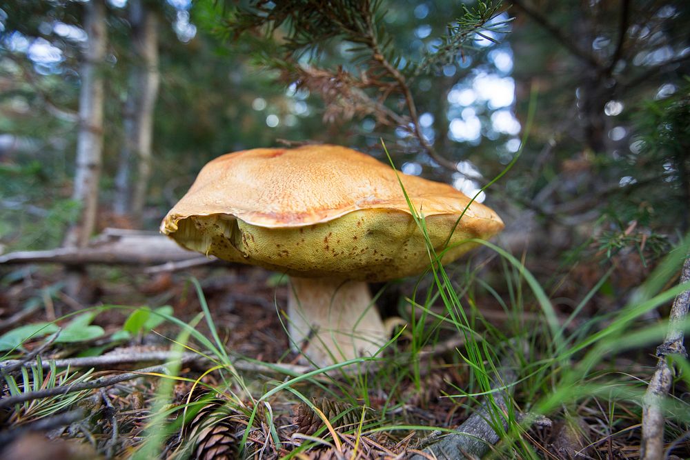Boletus mushroom by Neal Herbert. Original public domain image from Flickr