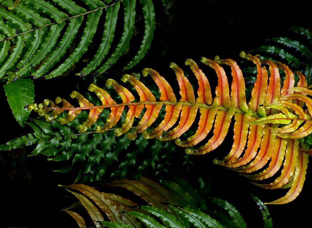 Blechnum novae-zelandiae.Blechnum novae-zelandiae, commonly known as palm-leaf fern or kiokio, is a species of fern found in…