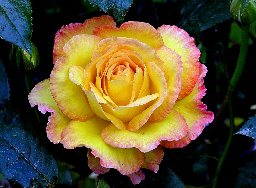 SolitaireEvery now and again a rose is bred that quickens the pulse and really takes the eye, and this beauty definitely…