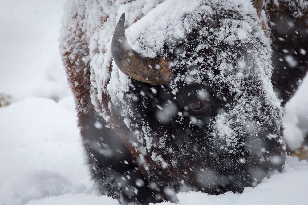 Bison- close up in a snow storm in Lamar Valley by Neal Herbert. Original public domain image from Flickr