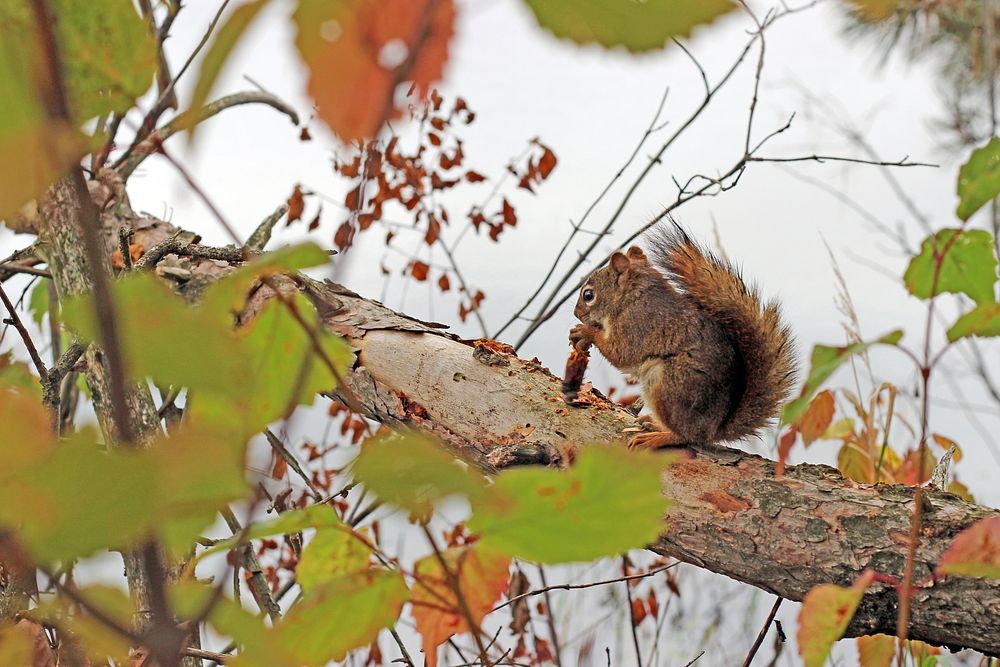 Red squirrel eating on a branch. Original public domain image from Flickr