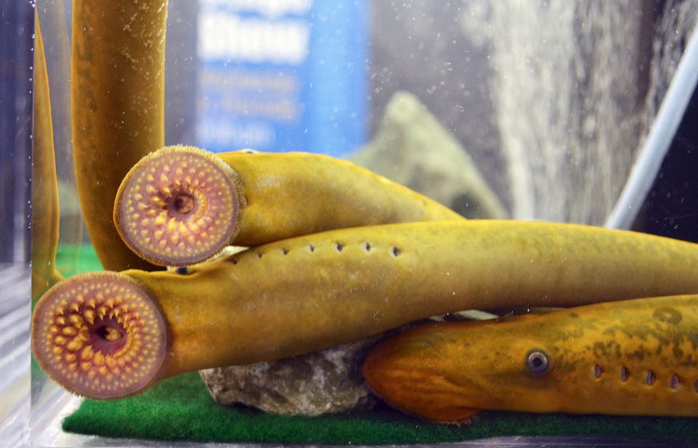 Duluth Boat Show - Sea Lamprey BoothPhoto by Joanna Gilkeson/USFWS. Original public domain image from Flickr
