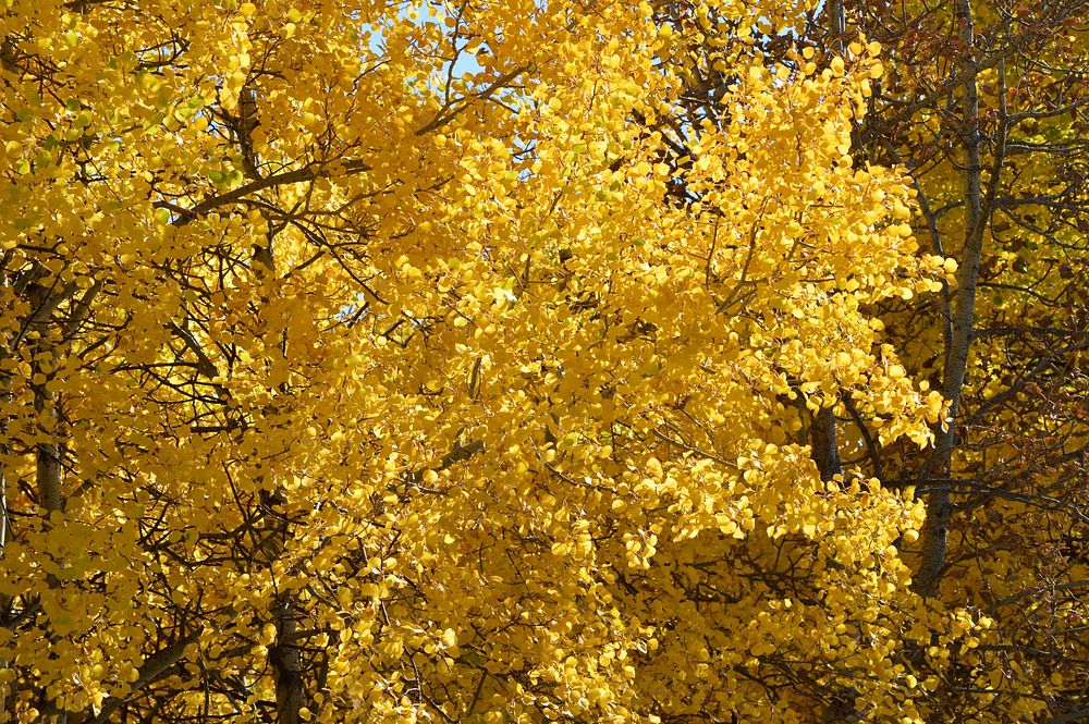 Fall Color. Original public domain image from Flickr