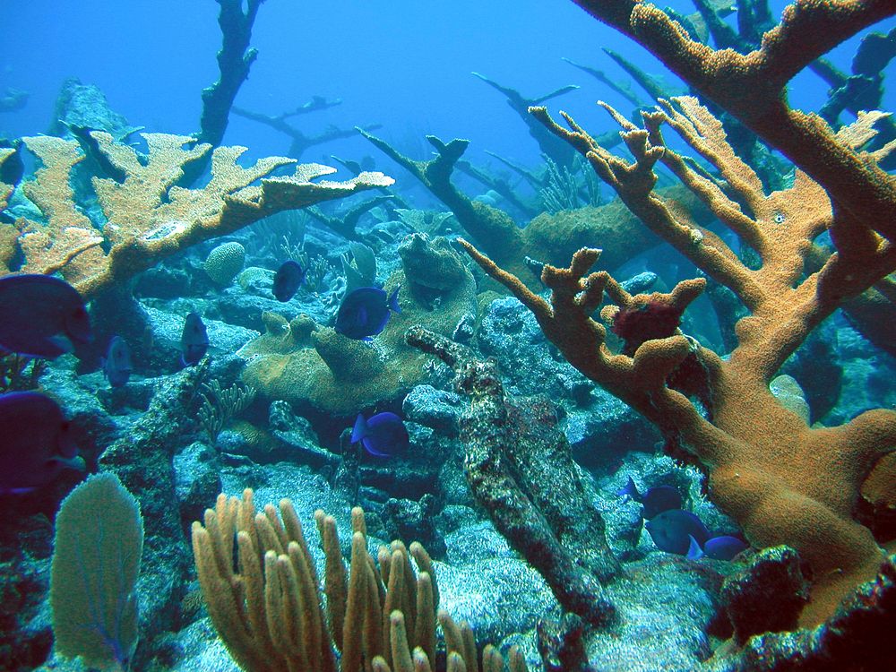 Coral Reef Healthy coral reef in St. Croix, US Virgin Islands. Original public domain image from Flickr