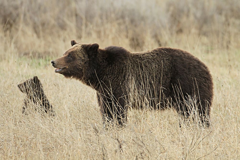 Grizzly sow and cub near Fishing Bridge by Jim Peaco. Original public domain image from Flickr