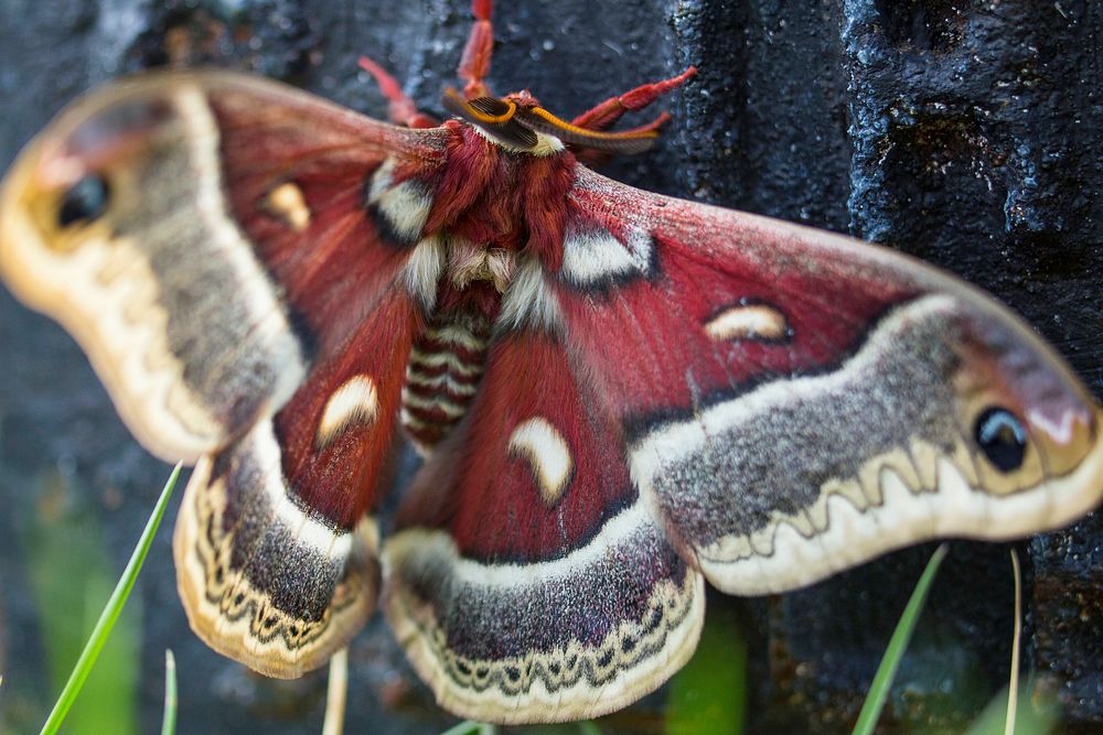 Cecropia moth, Mammoth Hot Springs