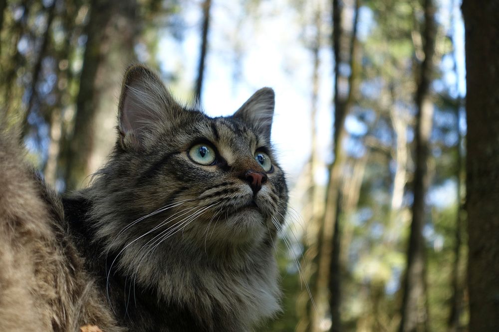 Cat walking in a forest. Original public domain image from Flickr