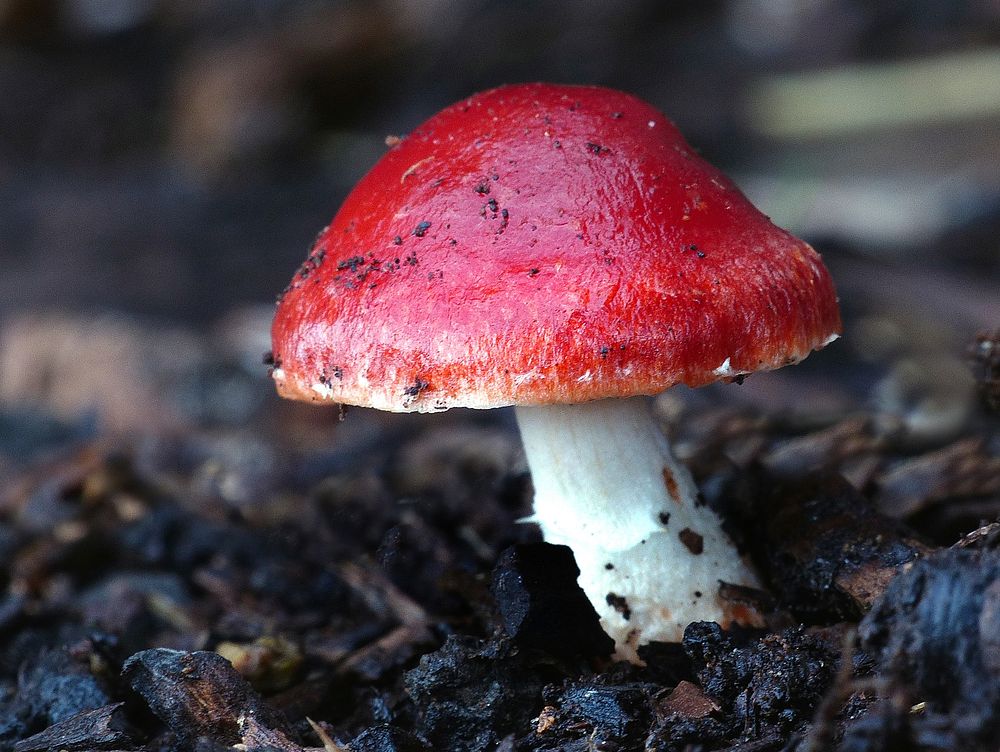 Attractive redhead fungus.Original public domain image from Flickr.