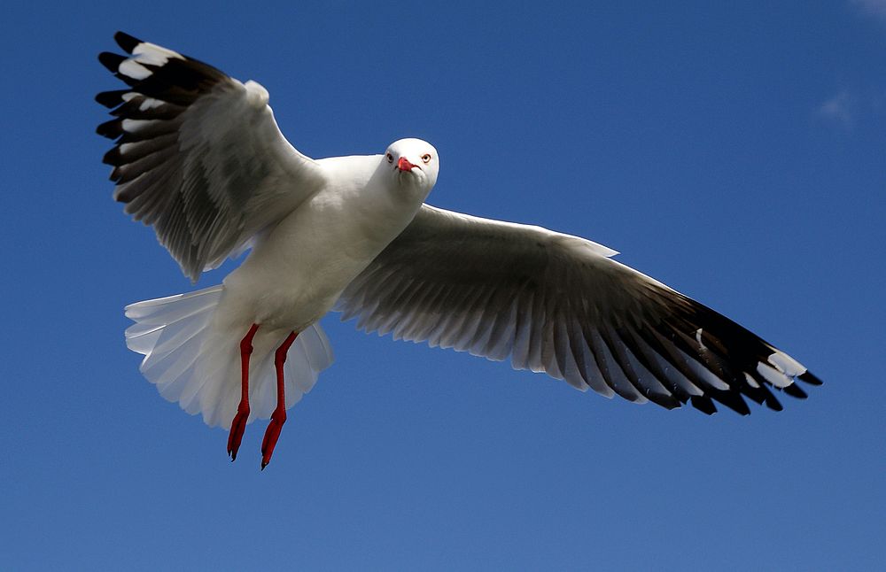 The Silver Gull.