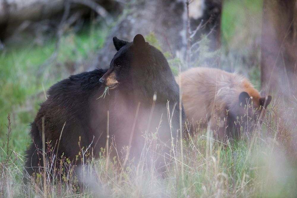 Black bear sow with cub, Tower Fall