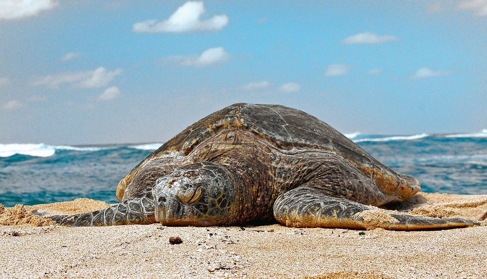 Green Sea Turtle.