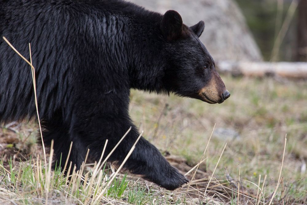 Black bear in national park. Original public domain image from Flickr