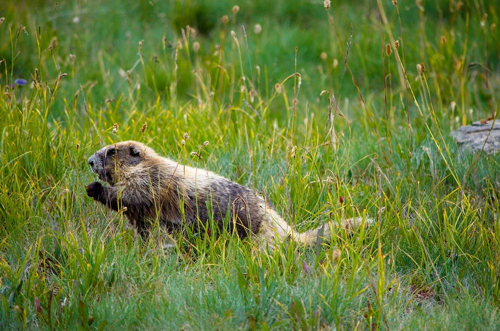 2012 August 29th Marmot Monitoring Survey at Hurricane Hill. Original public domain image from Flickr