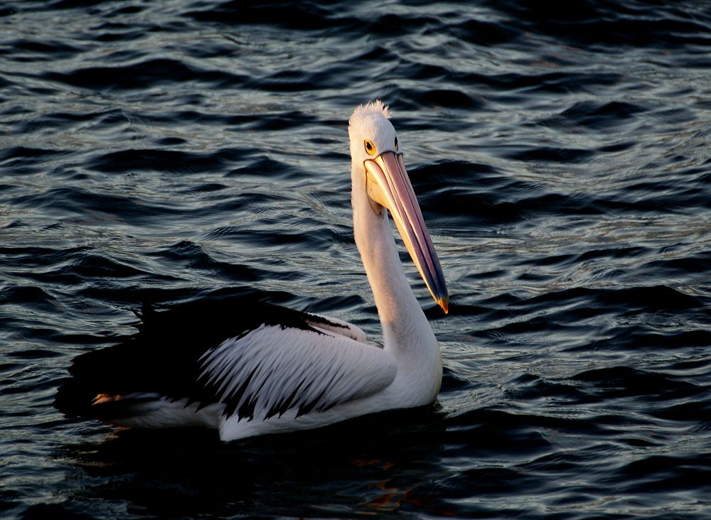 Pelican at Sunset.