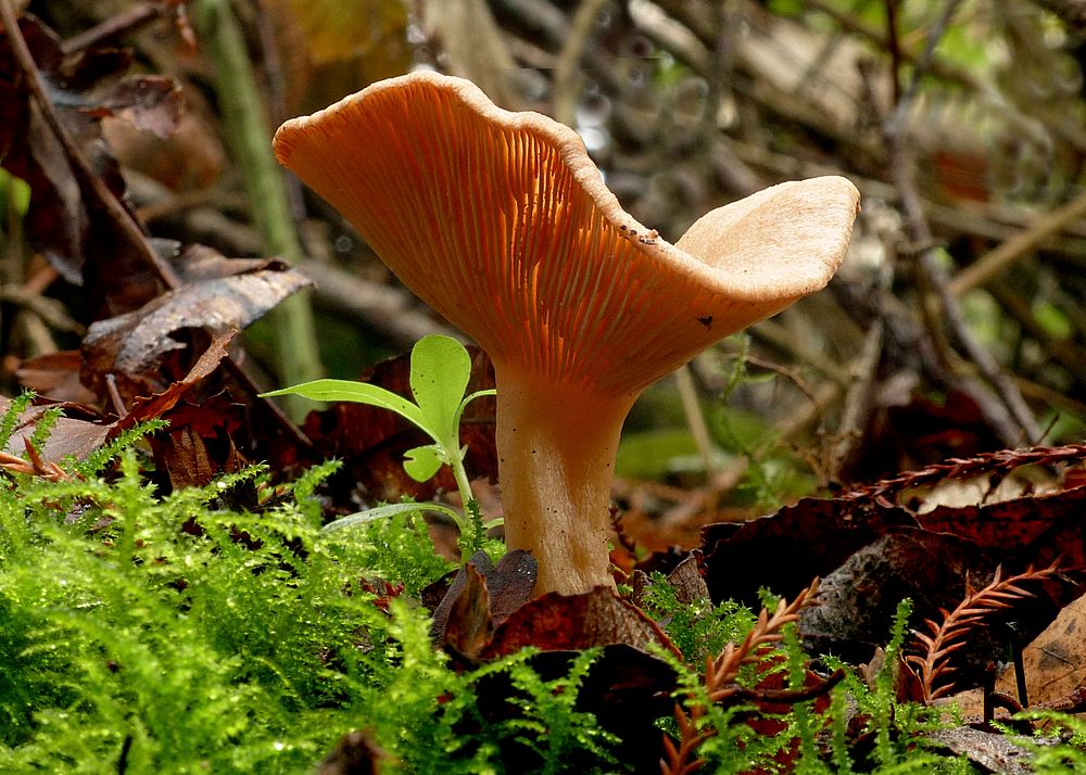 Paxillus involutus, commonly known as the brown roll-rim,