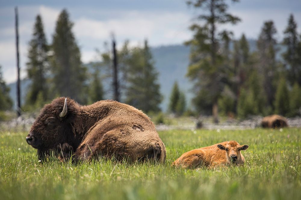 Cow & calf bison, Fountain Flat Drive