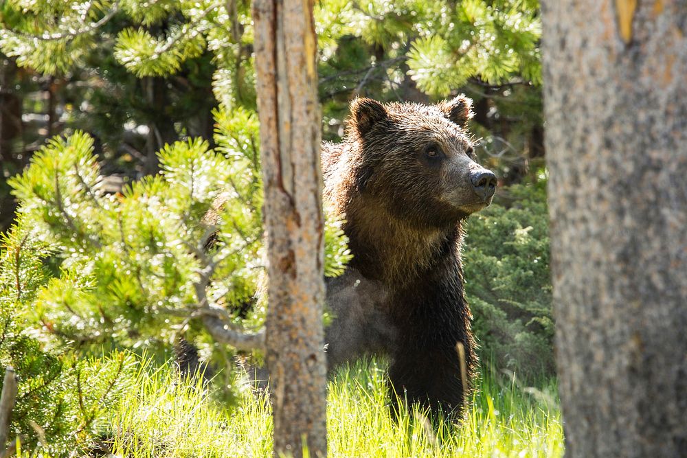 Grizzly near Swan Lake