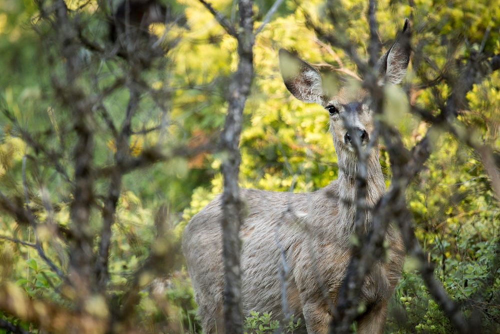Mule Deer, Slough Creek