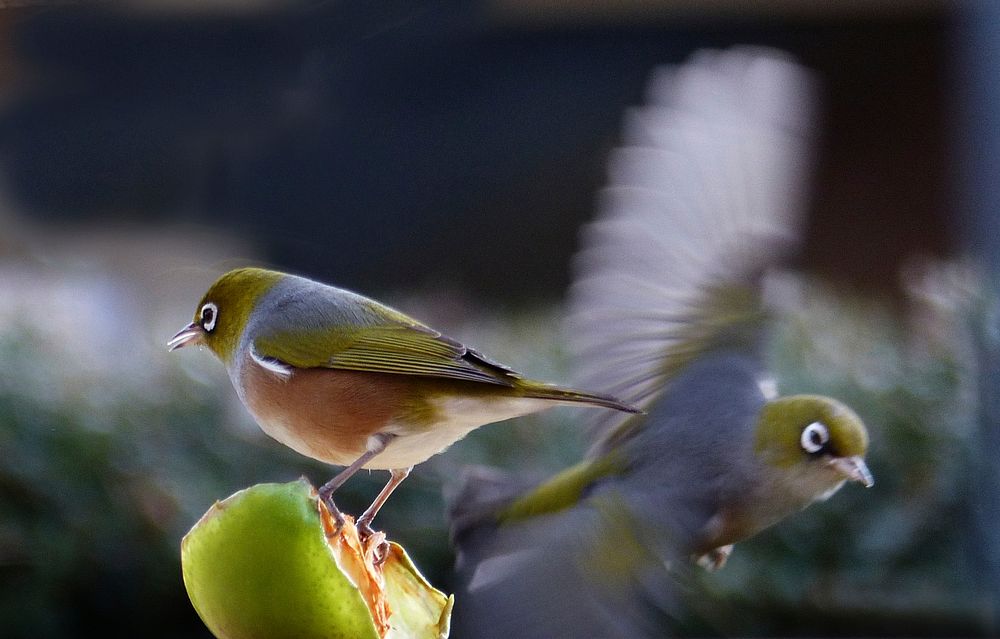 Silvereyes birds in the nature. Original public domain image from Flickr