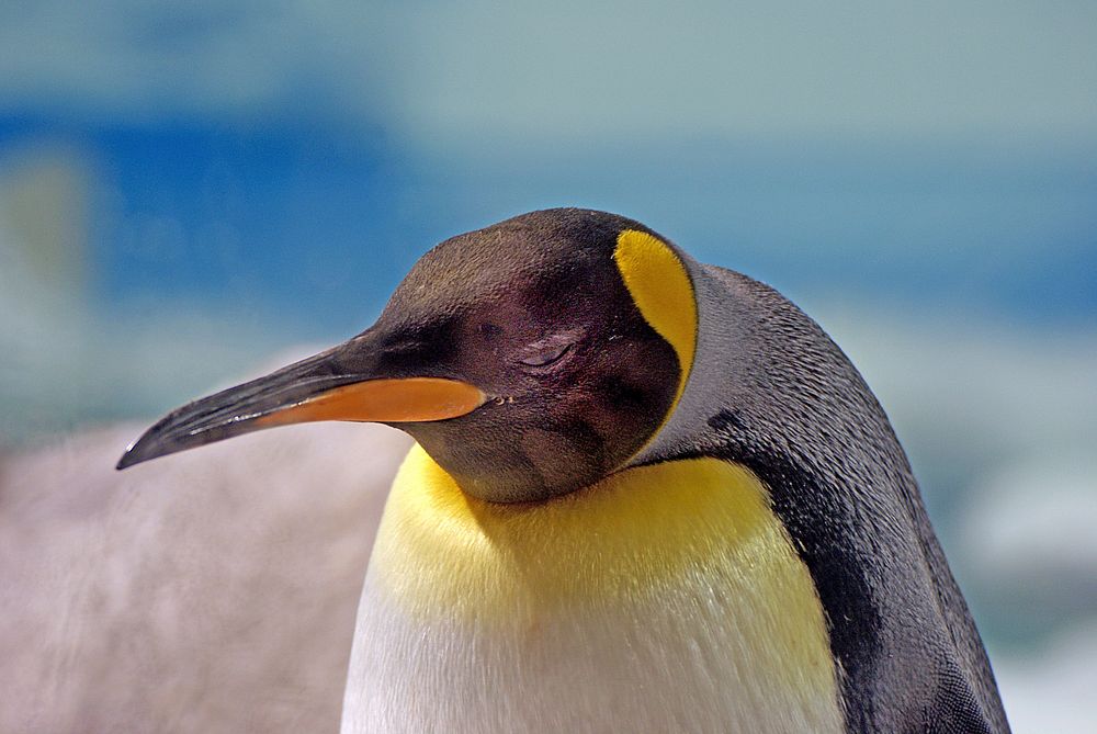 King Penguin.