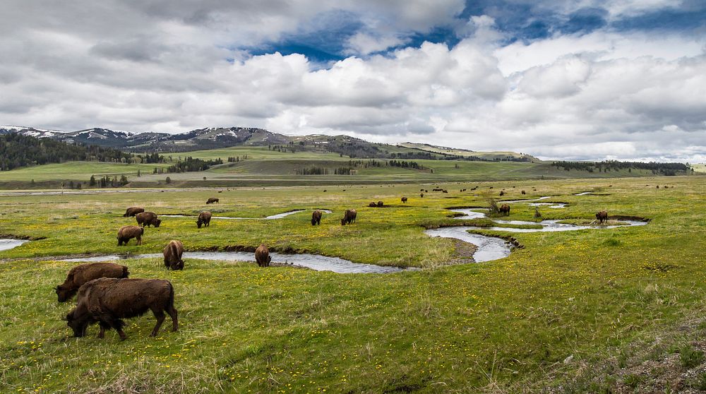 Bison grazing in the wide field. Original public domain image from Flickr