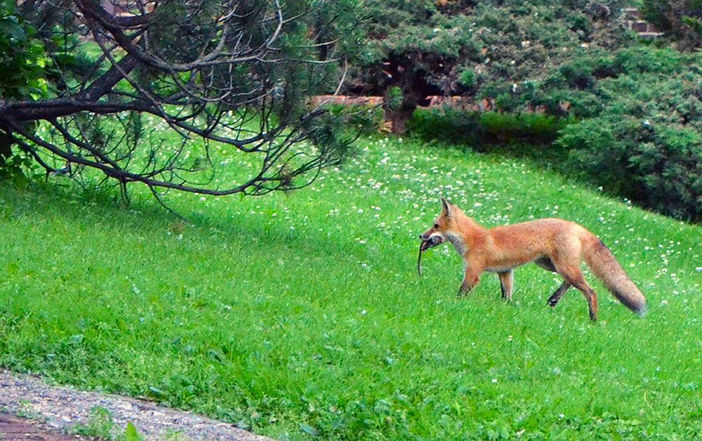 Red fox spotted with its dinner in the Twin Cities, Minnesota.Photo by Joanna Gilkeson/USFWS. Original public domain image…