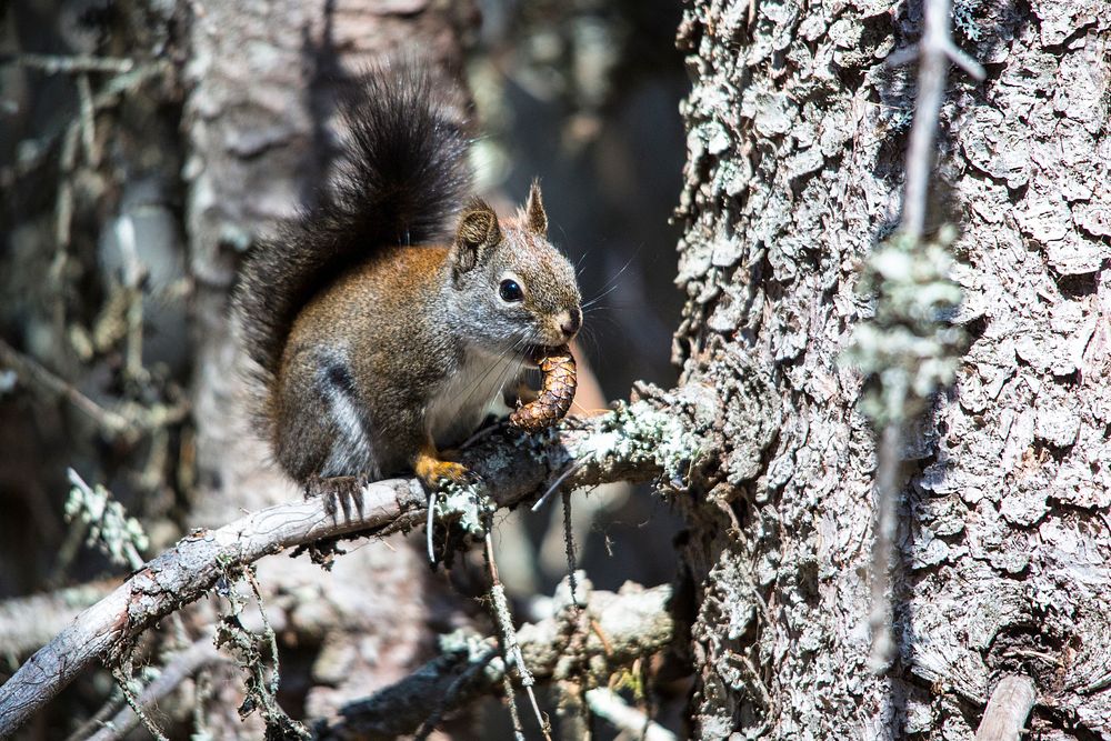 Snack Time with a Red Squirrel. Original public domain image from Flickr