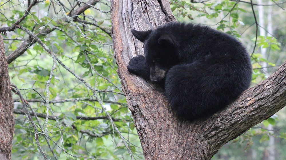 Resting Black BearPhoto by Courtney Celley/USFWS. Original public domain image from Flickr