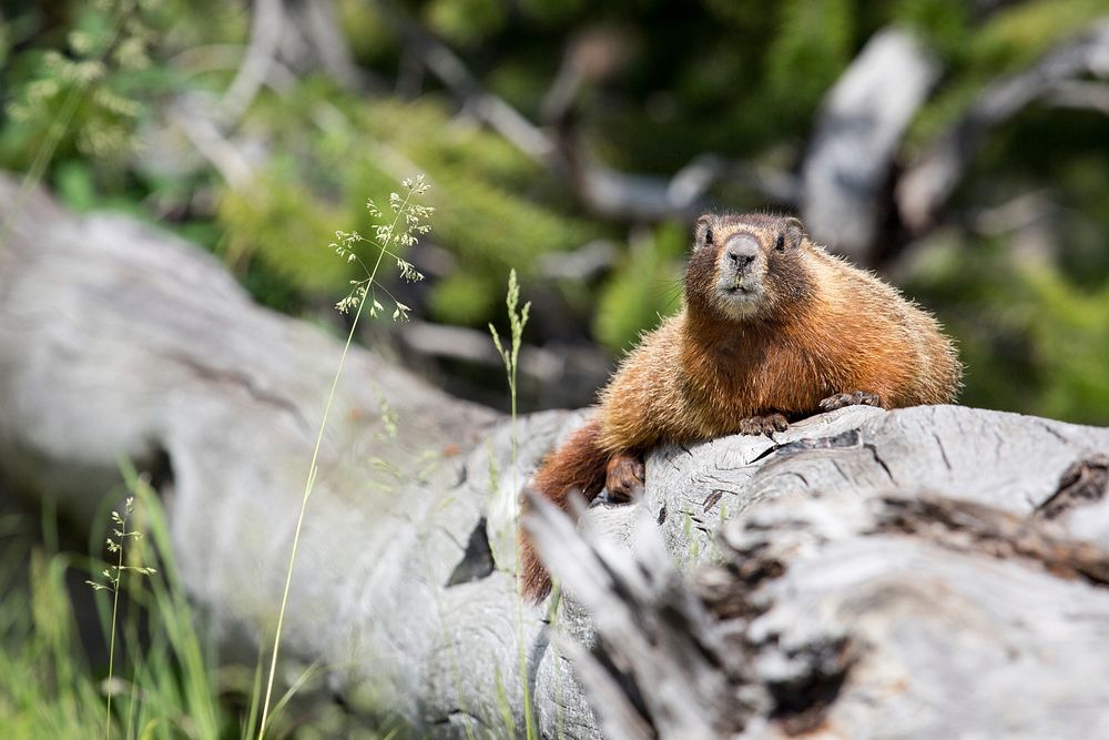 Yellow-bellied marmot, Sepulcher Peak Trail