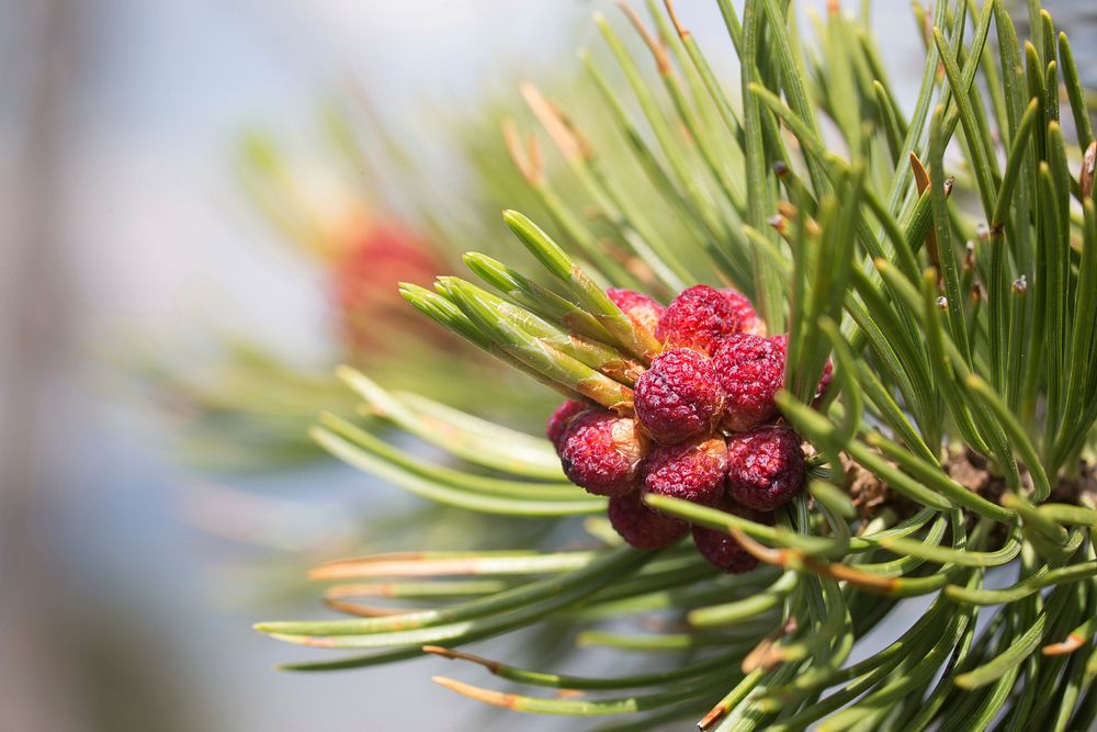 The male or pollen strobili of whitebark pine, Sepulcher Peak Trail