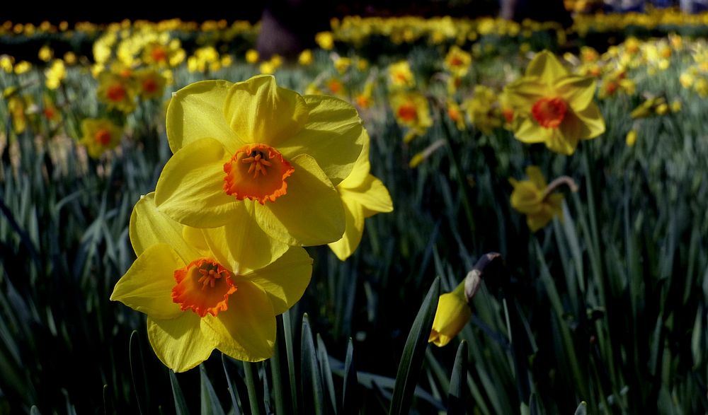 DaffodilsNarcissus is a genus of predominantly spring perennial plants in the Amaryllidaceae (amaryllis) family
