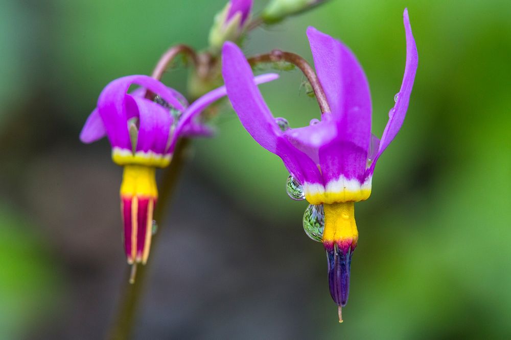 Shooting Stars - Dodecatheon pulchellum. Original public domain image from Flickr