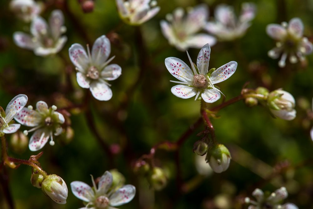 Spotted Saxifrage - Saxifraga bronchialis. Original public domain image from Flickr