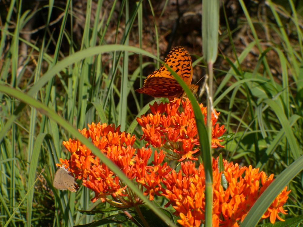 Butterfly weed. Original public domain image from Flickr