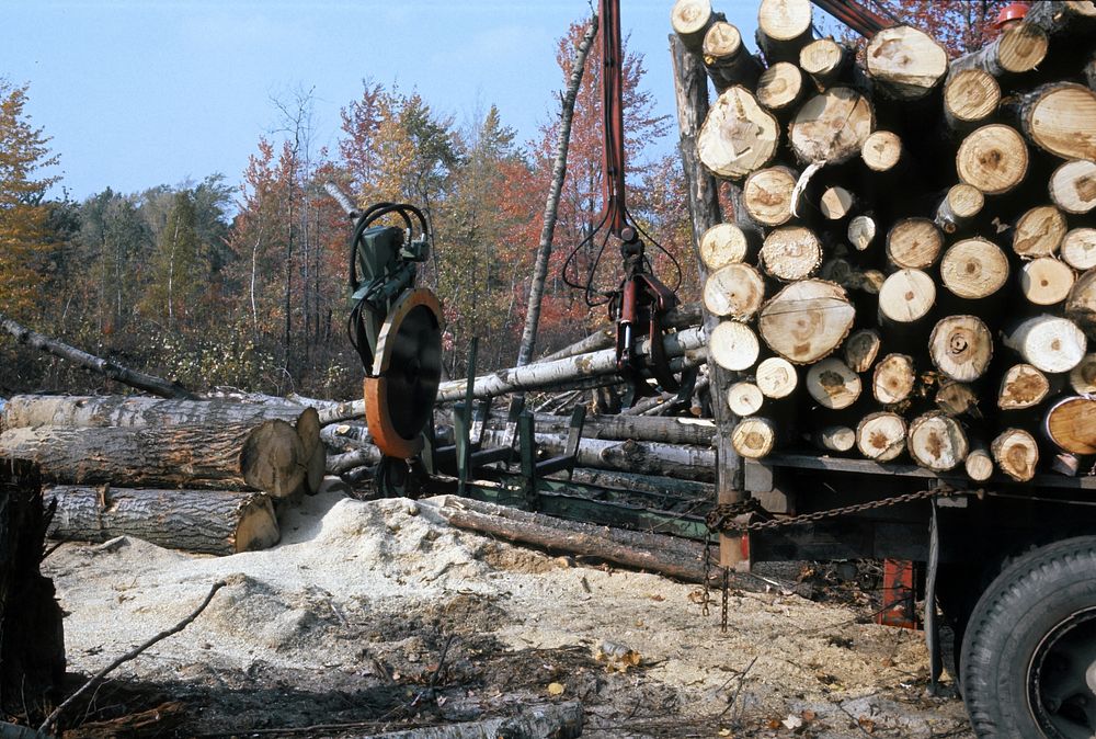 logging on the Baldwin District. Original public domain image from Flickr
