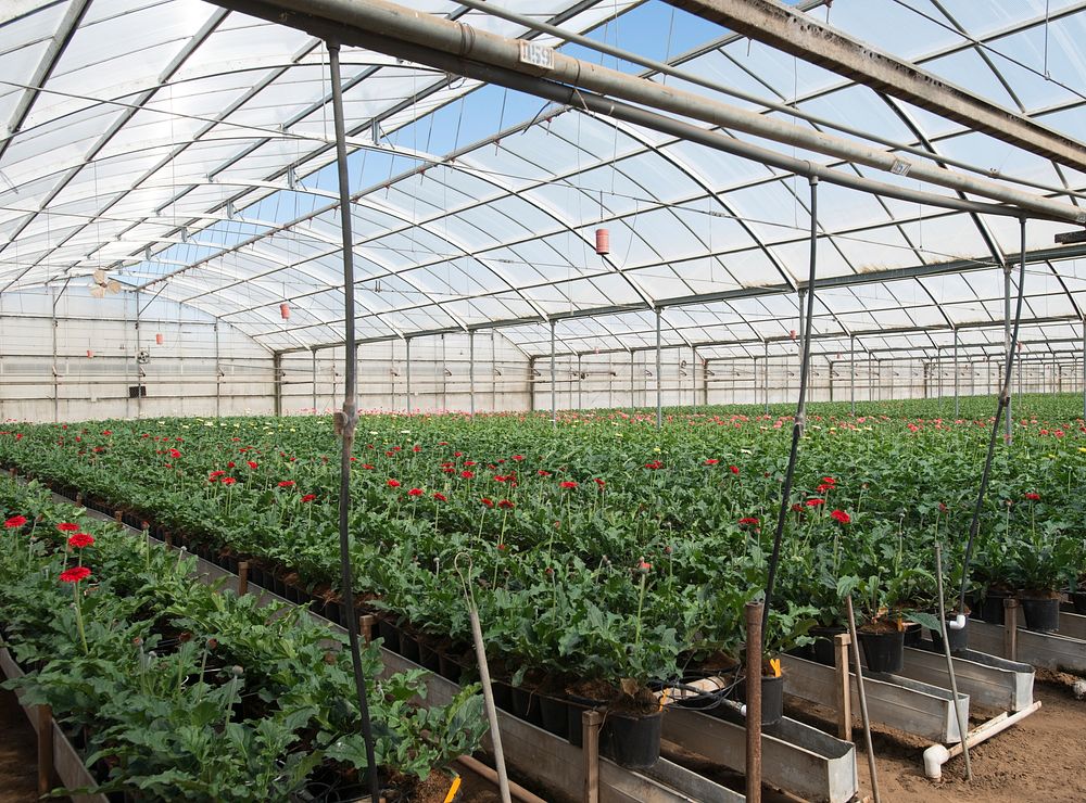 Kitayama Brothers, Inc. (KBI) hydroponic greenhouses with micro irrigation have been in use for years in their 40 acres of…