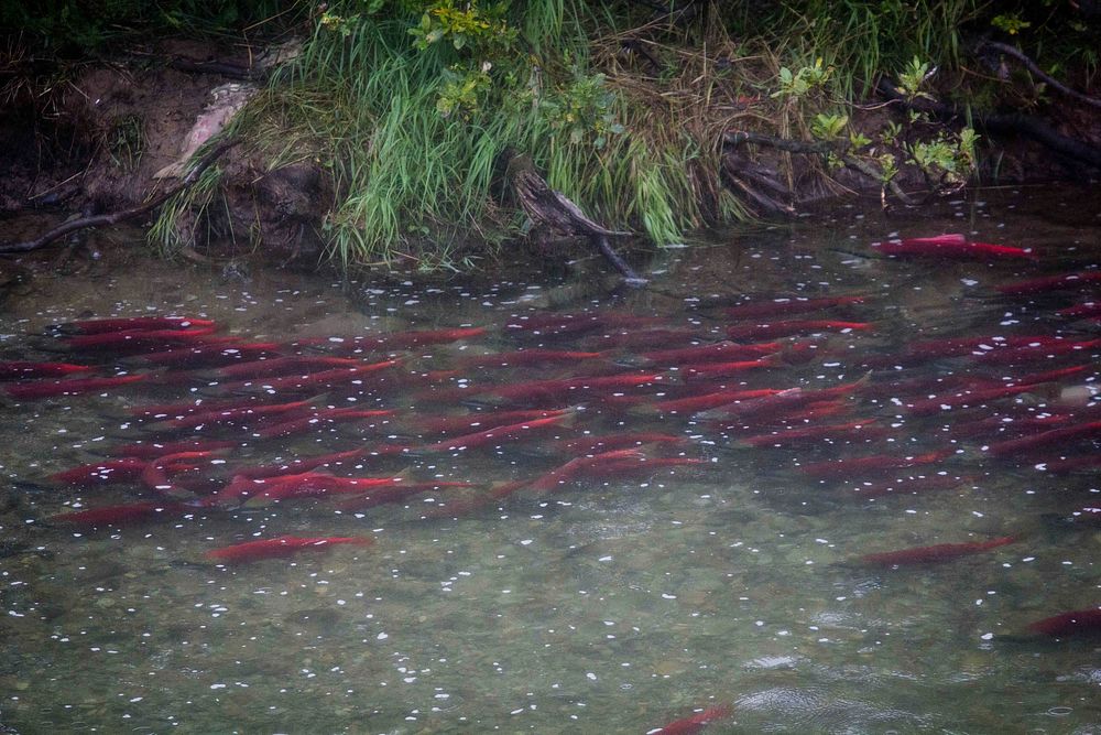 Salmon spawning in Moraine.