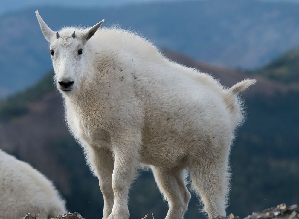 Mountain Goat- Its Cold Up Here. Original public domain image from Flickr
