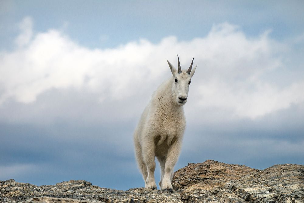 Mountain Goat- You Shall Not Pass. Original public domain image from Flickr