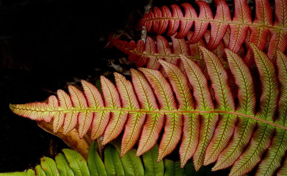 Blechnum novae-zelandiae,(palm-leaf fern )Blechnum novae-zelandiae, commonly known as palm-leaf fern or kiokio, is a species…