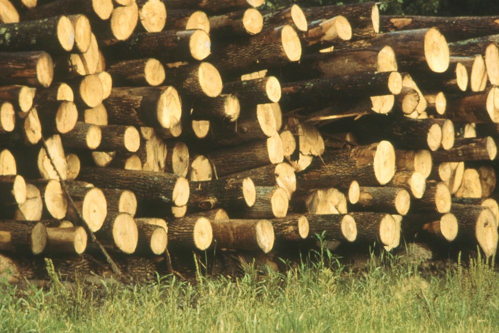Pile of cut logs. Original public domain image from Flickr
