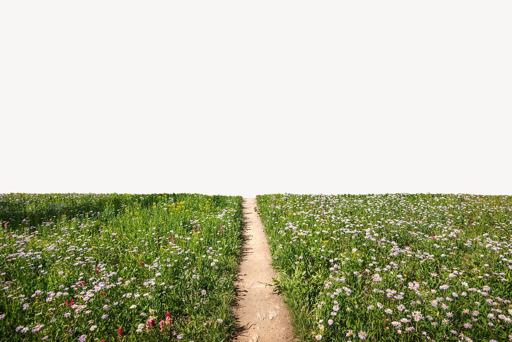 Spring flower field border, nature image psd