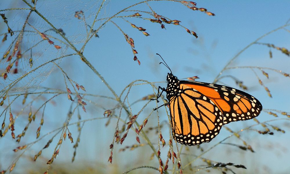 Orange monarch butterfly on switchgrass. Original public domain image from Flickr