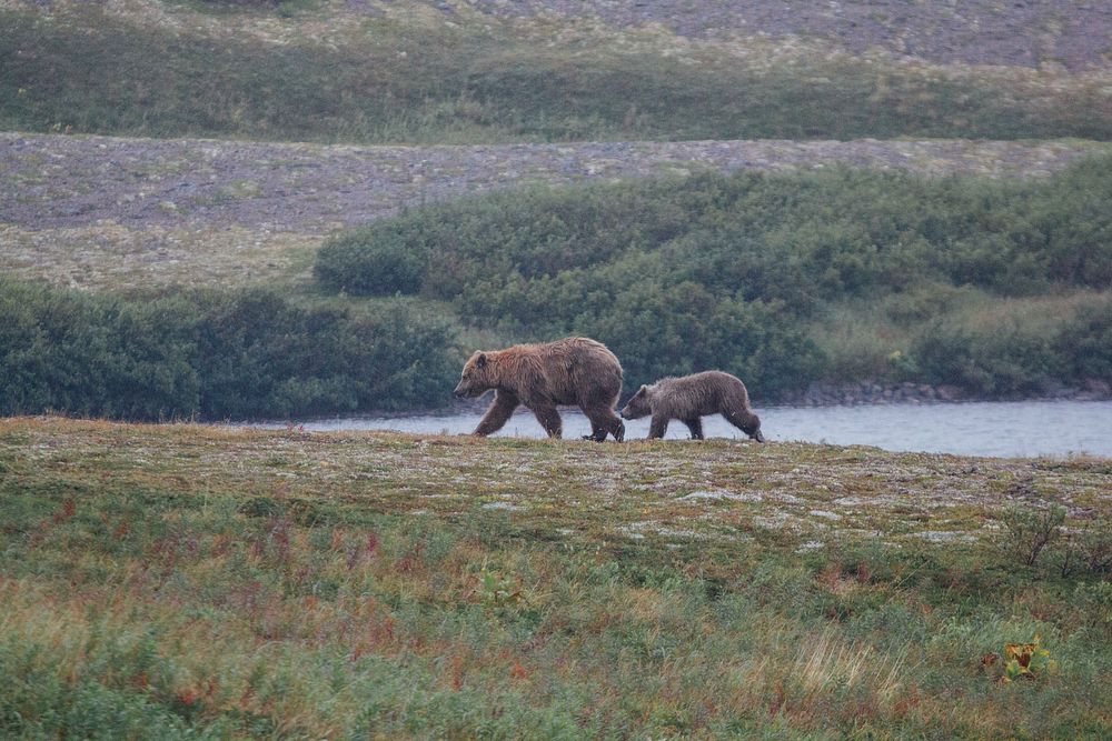 A sow and cub travelling through the tundra.