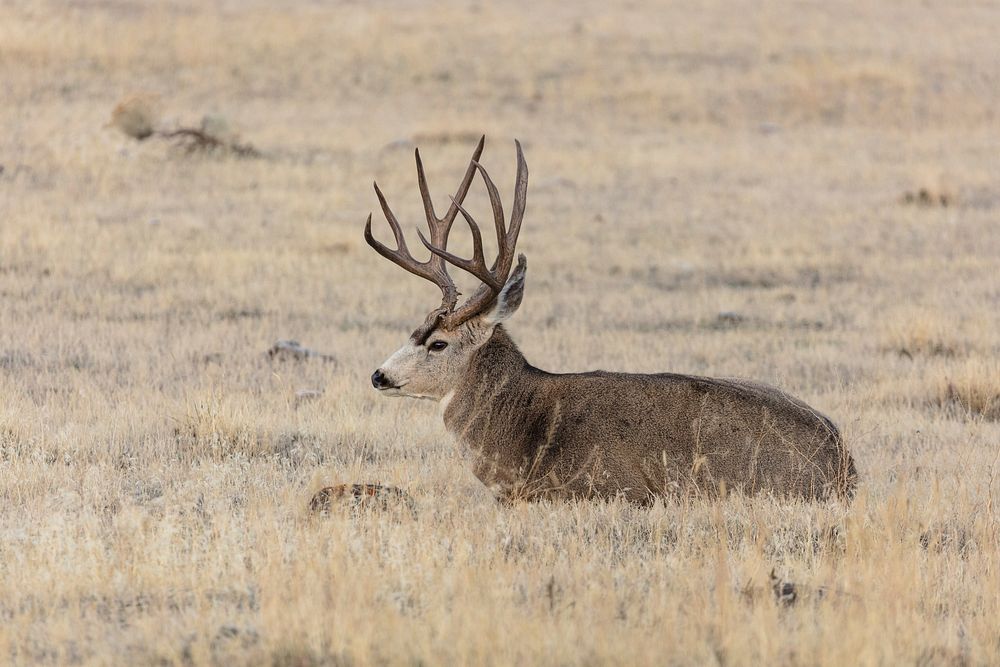 Mule deer buck near the north entrance by Jacob W. Frank. Original public domain image from Flickr