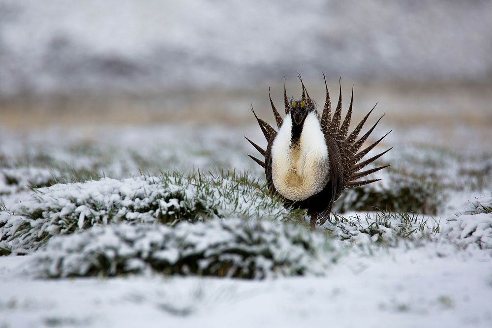 Sage-Grouse_ Snow_ET5A2369Sage-Grouse on the Curlew National Grassland. Caribou-Targhee National Forest. Credit: US Forest…
