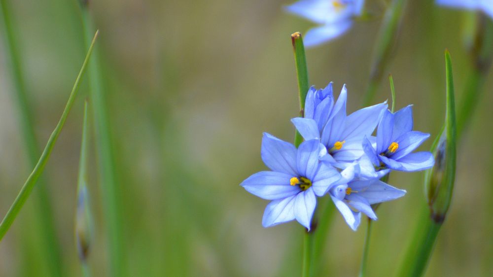 Prairie Blue-eyed Grass. Original public domain image from Flickr